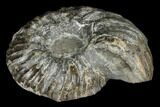 Ammonite (Eupachydiscus) Fossil - British Columbia #180825-1